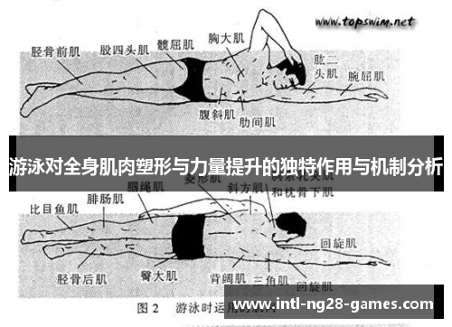 游泳对全身肌肉塑形与力量提升的独特作用与机制分析